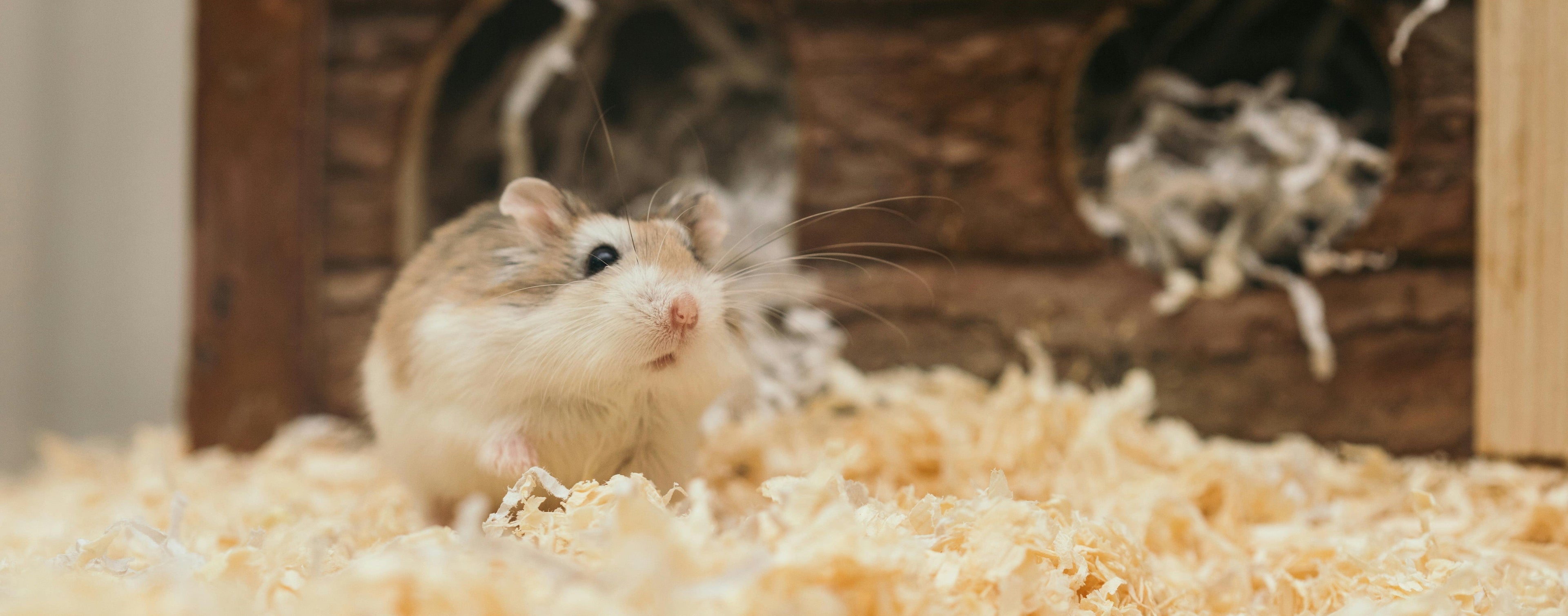 Strøelse til hamster