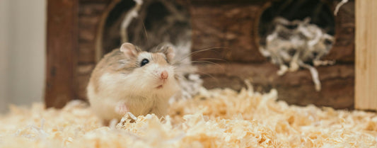 Strøelse til hamster